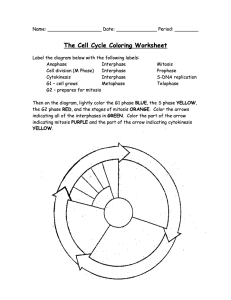 The Cell Cycle Coloring Worksheet PDF